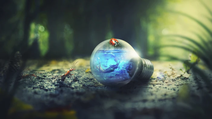 photography of lady bug on top bulb nature outdoors ants 2k 4k