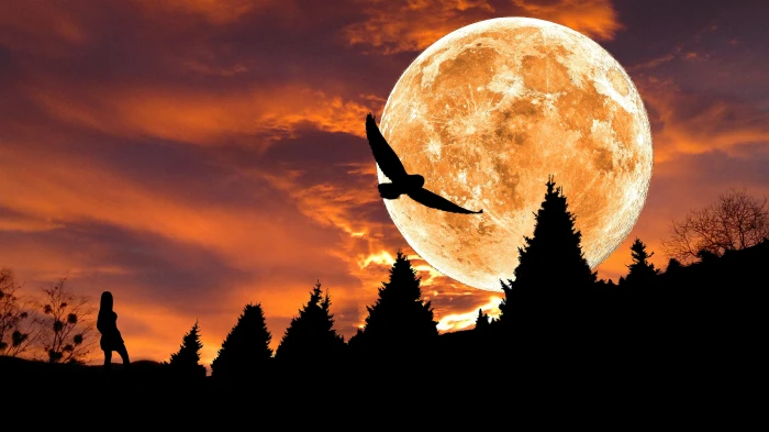 silhouette of bird during red moon composing image editing 2k 4k