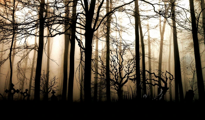 silhouette of trees forest dark fog gloomy mystical lighting 2k