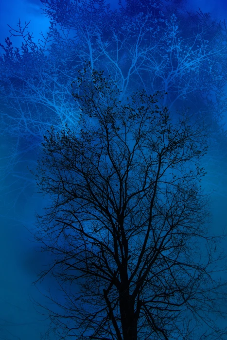 silhouette of withered tree blue black day the gloom gloominess 2k