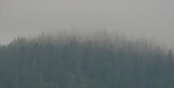 smokey mist fog tree forest misty foggy dark nature 2k 4k