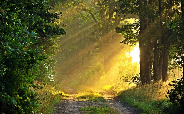 Sunny Morning Forest Path green leaf trees Nature Forests 2k 4k 5k