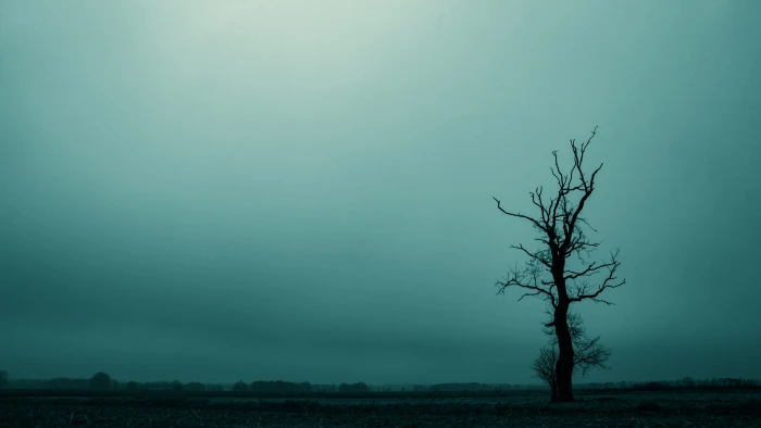 tree dreary dark landscape atmosphere mood mystical mysterious 2k 4k 5k