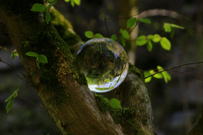 tree spring leaves photo sphere mysticism fairytale gorge 2k 4k 5k
