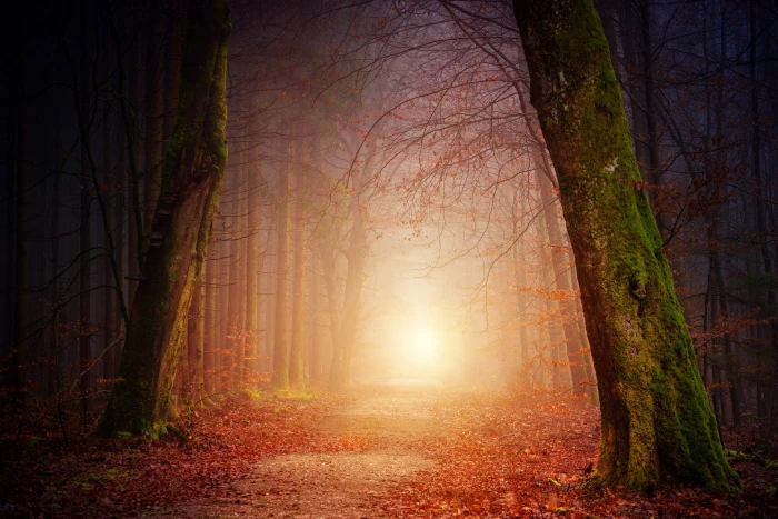 trees and leaves art nature wood light sun fog foggy forest 2k 4k 5k