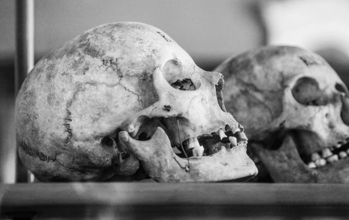 two white skulls on brown wooden table old profile black and 2k 4k 5k
