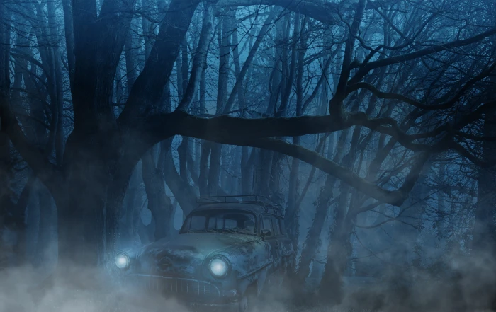 vehicle parked under tree taken during auto forest fog trees 2k 4k
