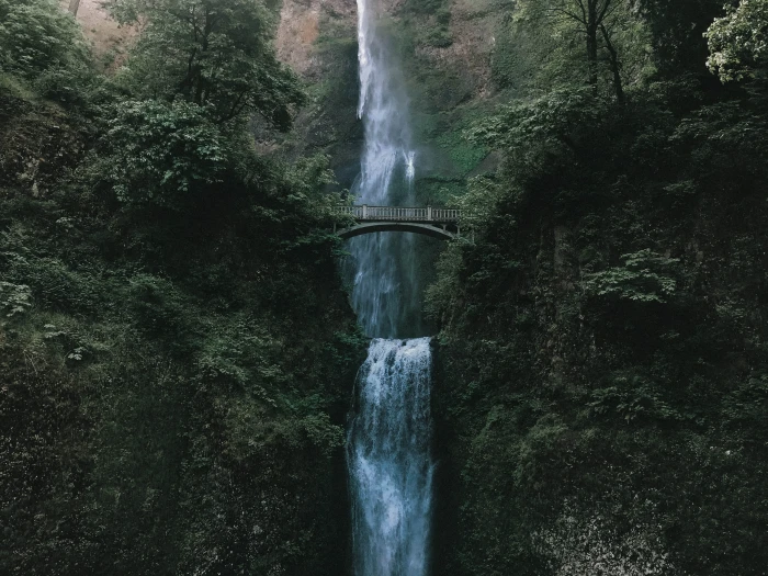 waterfalls surrounded by plants bridge tree forest moody 2k 4k