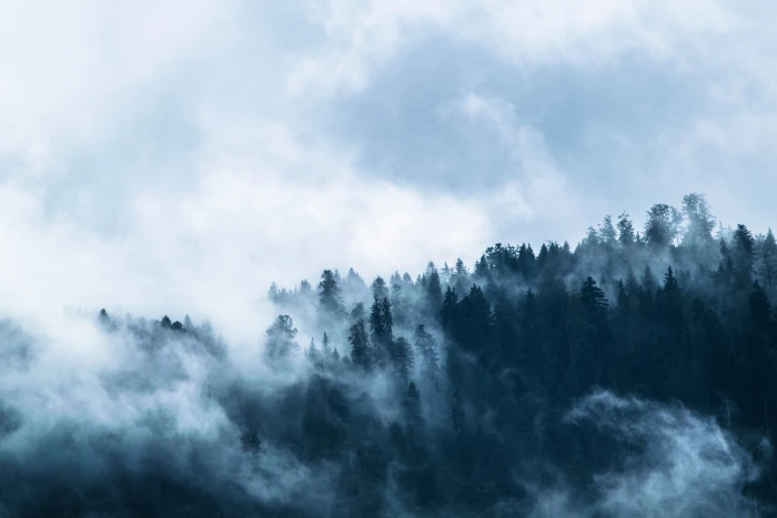 white and black abstract painting forest covered in fog 2k 4k 5k