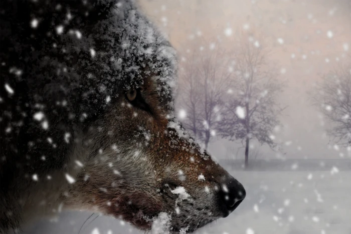 wolf animal mammal nature carnivores grey wild winter 2k 4k 5k