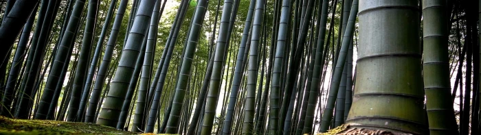bamboo dual screen landscape nature plant grove widescreen dualmonitor dualscreen 2k 4k