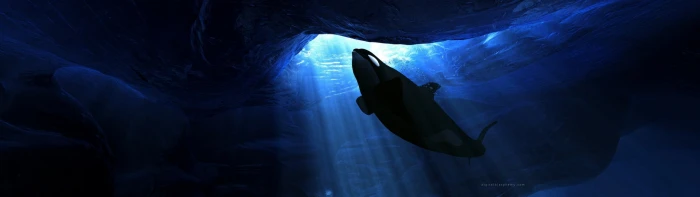 dual screen desktop underwater sea swimming animal wildlife widescreen dualmonitor dualscreen 2k