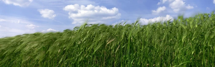 dual screen screensavers backgrounds crop cereal plant agriculture widescreen dualmonitor dualscreen 2k