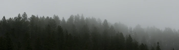 dual screen landscape nature tree fog plant forest environment widescreen dualmonitor dualscreen 2k 4k