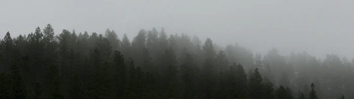 landscape nature dual screen tree fog plant tranquility widescreen dualmonitor dualscreen 2k 4k