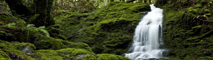 landscape nature dual screen tree plant forest motion waterfall widescreen dualmonitor dualscreen 2k 4k