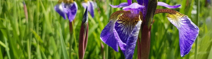 Wallpaper Dual Screen Iris Meadow spring flower beautiful widescreen dualmonitor dualscreen 2k 4k