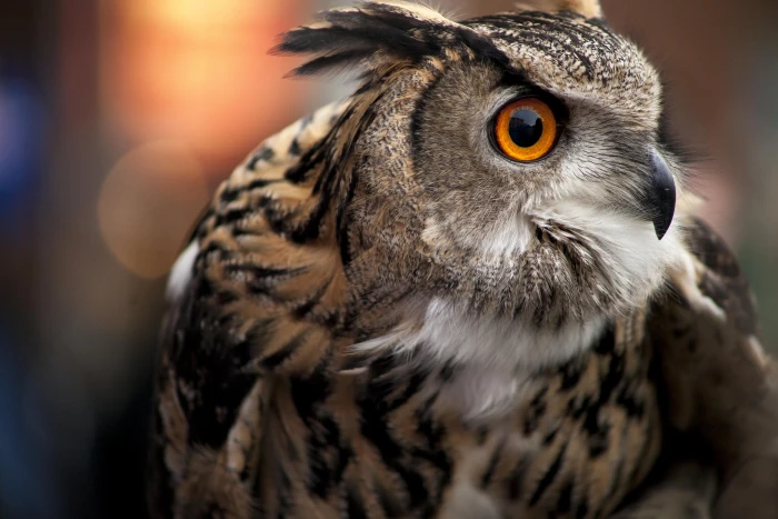 brown and black Owl Animals Birds Feathers eyes orange ears 2k 4k 5k