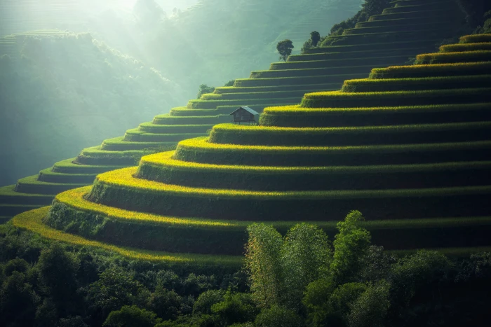 brown tree on rice terraces golf club the village agriculture 2k 4k 5k