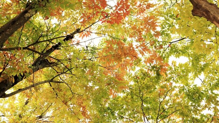 green and orange leaves paintin autumn fall leaf tree trees 2k 4k 5k