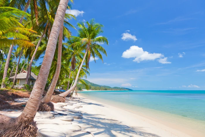 green leaf coconut trees sand sea the sky clouds landscape 2k 4k 5k