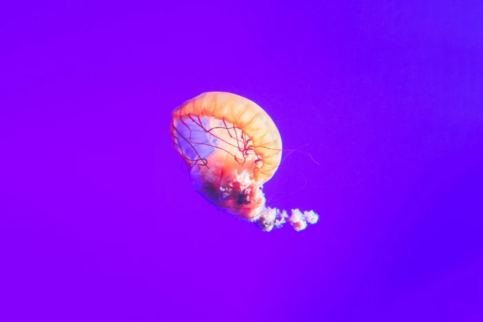 Jellyfish Underwater Aquarium Gradient 2k 4k 5k 8k 10k