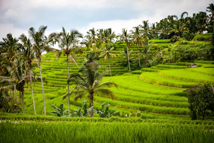 rice terraces agriculture cultivation bali indonesia 2k 4k 5k