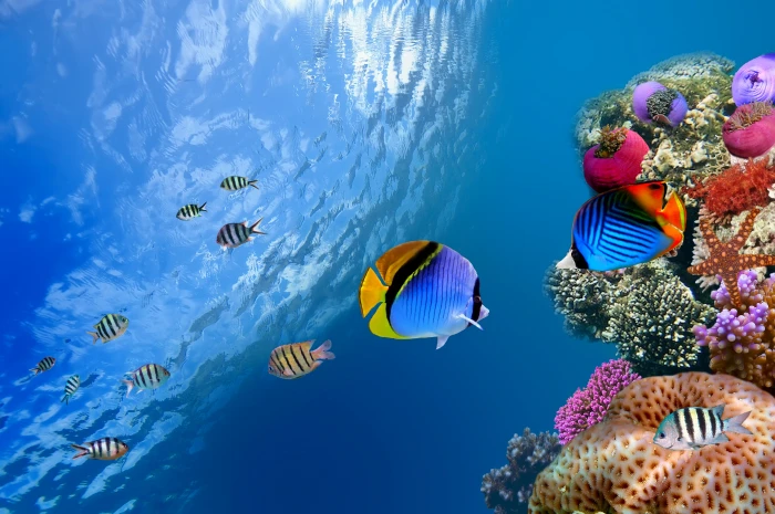 school of blue and white fish sea the ocean underwater coral 2k 4k 5k 8k