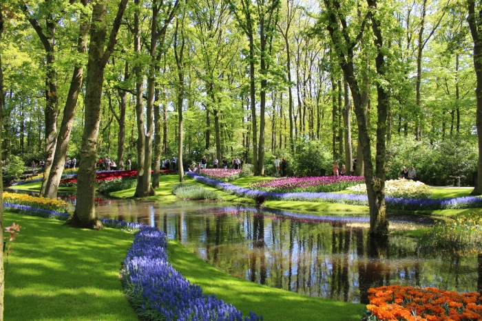 tulips park netherlands keukenhof garden flower flowers 2k 4k 5k