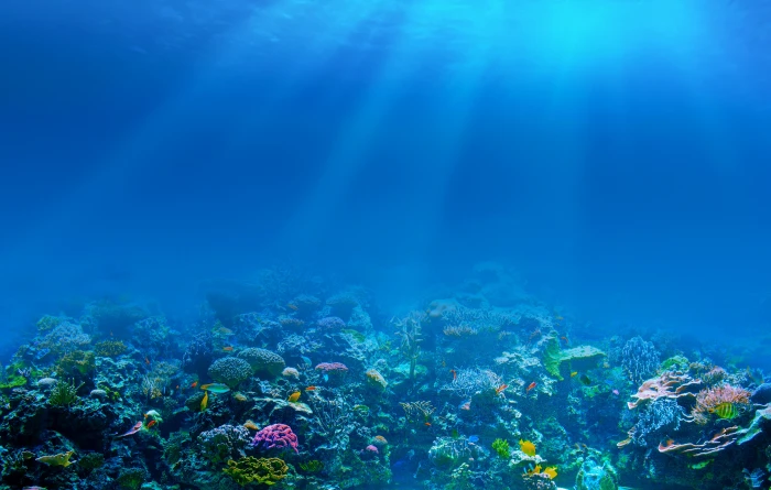 underwater sea fish coral nature life animals in the wild 2k 4k 5k 8k