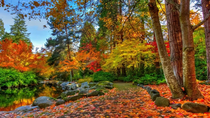 autumn colors leaves sunlight landscape 2k 4k 5k