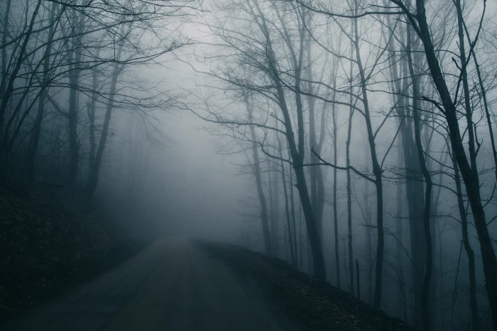 bare trees during nighttime nature weather outdoors fog mist 2k 4k 5k
