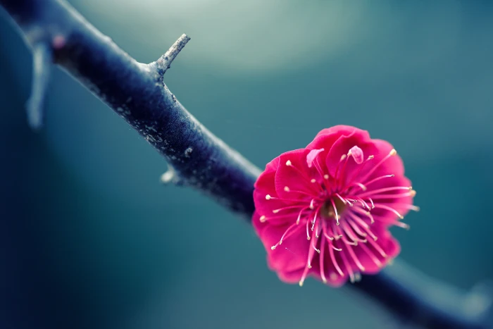 close up photo of pink Cherryblossom One Flower Canon EOS 2k 4k 5k