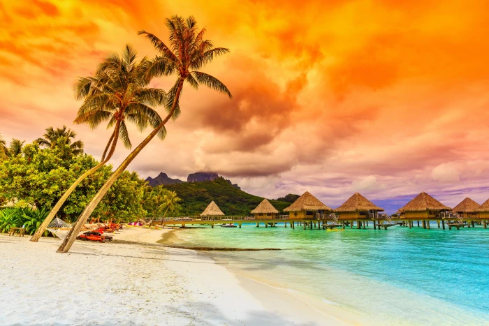 coconut trees sand sea beach sunset palm shore paradise 2k 4k 5k