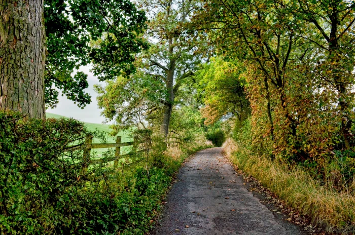 fence nature road trees 2k 4k 5k
