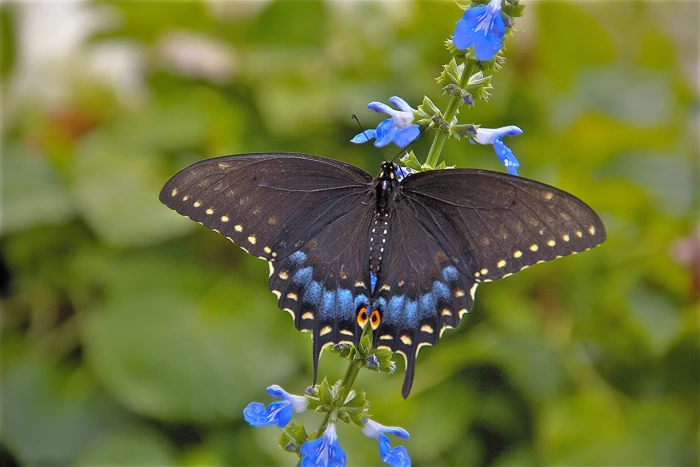 Giant Swallowtail Butterfly butterfly 2k 4k 5k