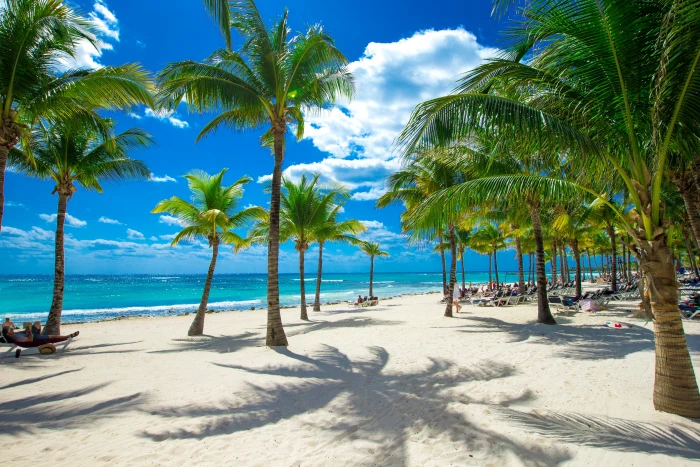 green and brown coconut tree sand sea beach the sky sun 2k 4k 5k