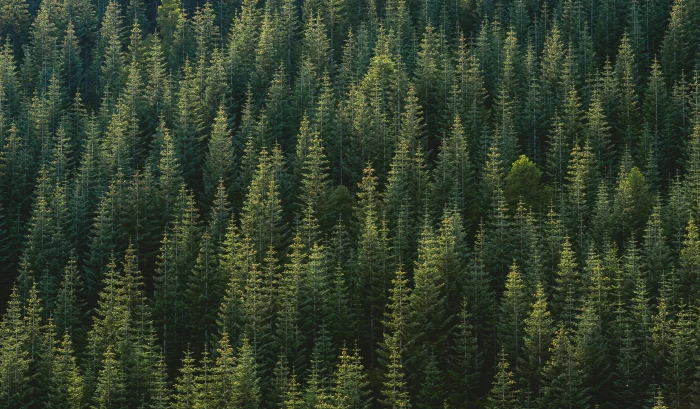 green pine trees nature forest plant coniferous tree beauty in 2k 4k 5k