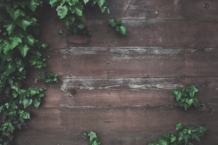 green vine plant beside wall photography of leaf on brown 2k 4k 5k
