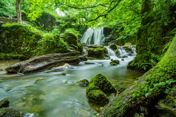 nature landscape waterfall creeks moss rocks tree plant 2k 4k 5k
