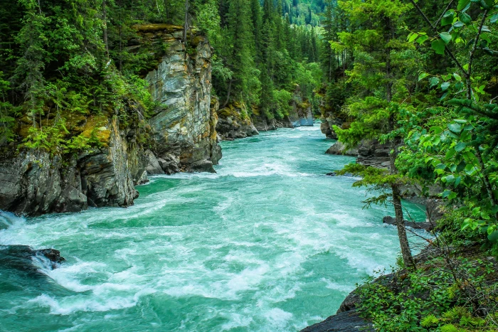 River Between Green leafed Tree beauty in nature daylight environment 2k 4k