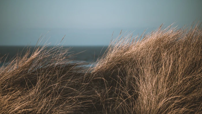 shallow focus photography of brown grass long landscape 2k 4k 5k 8k