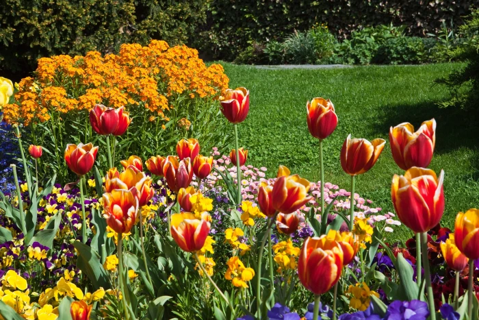 Tulips HD flower 2k 4k 5k