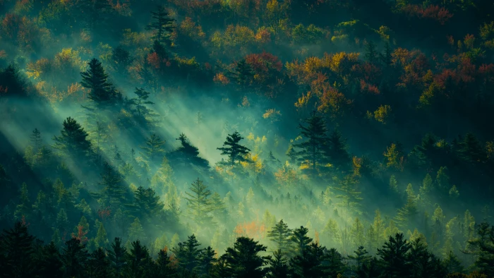 Forest of Light trees green wild nature sunlight beautiful 2k 4k