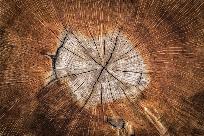 brown wood slab annual zone nature texture plants pattern 2k 4k 5k