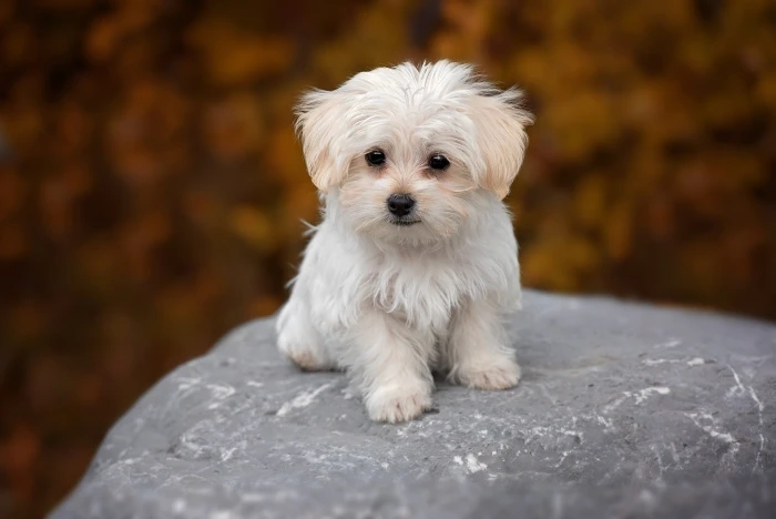 cute puppy 2k
