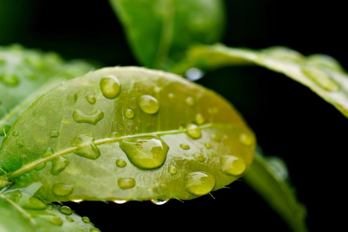 leaves water drop 2k