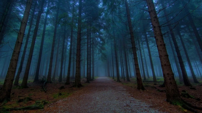 Twilight in the quiet woods wallpaper 2k