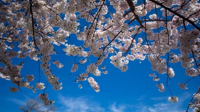 Cherry Blossom japan 2k