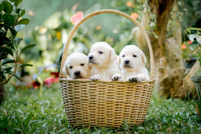 Puppy Canine image 2k
